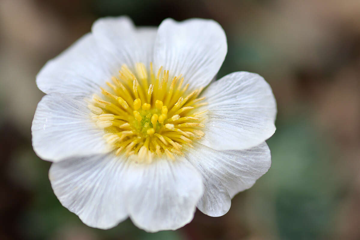 Image of Callianthemum alatavicum Freyn