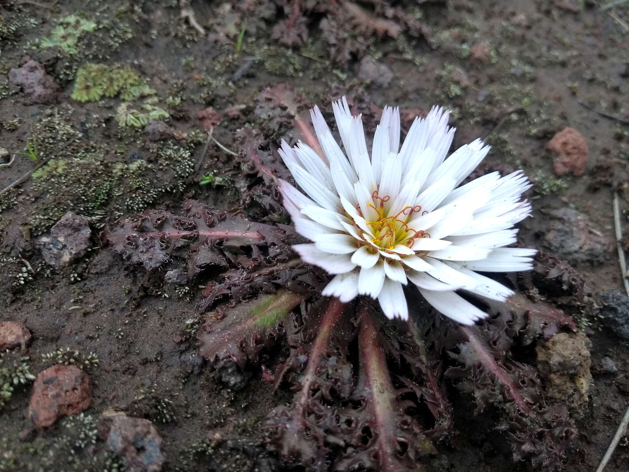 Image of Hypochaeris echegarayi Hieron.