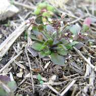 Image of Mouse-ear Cress