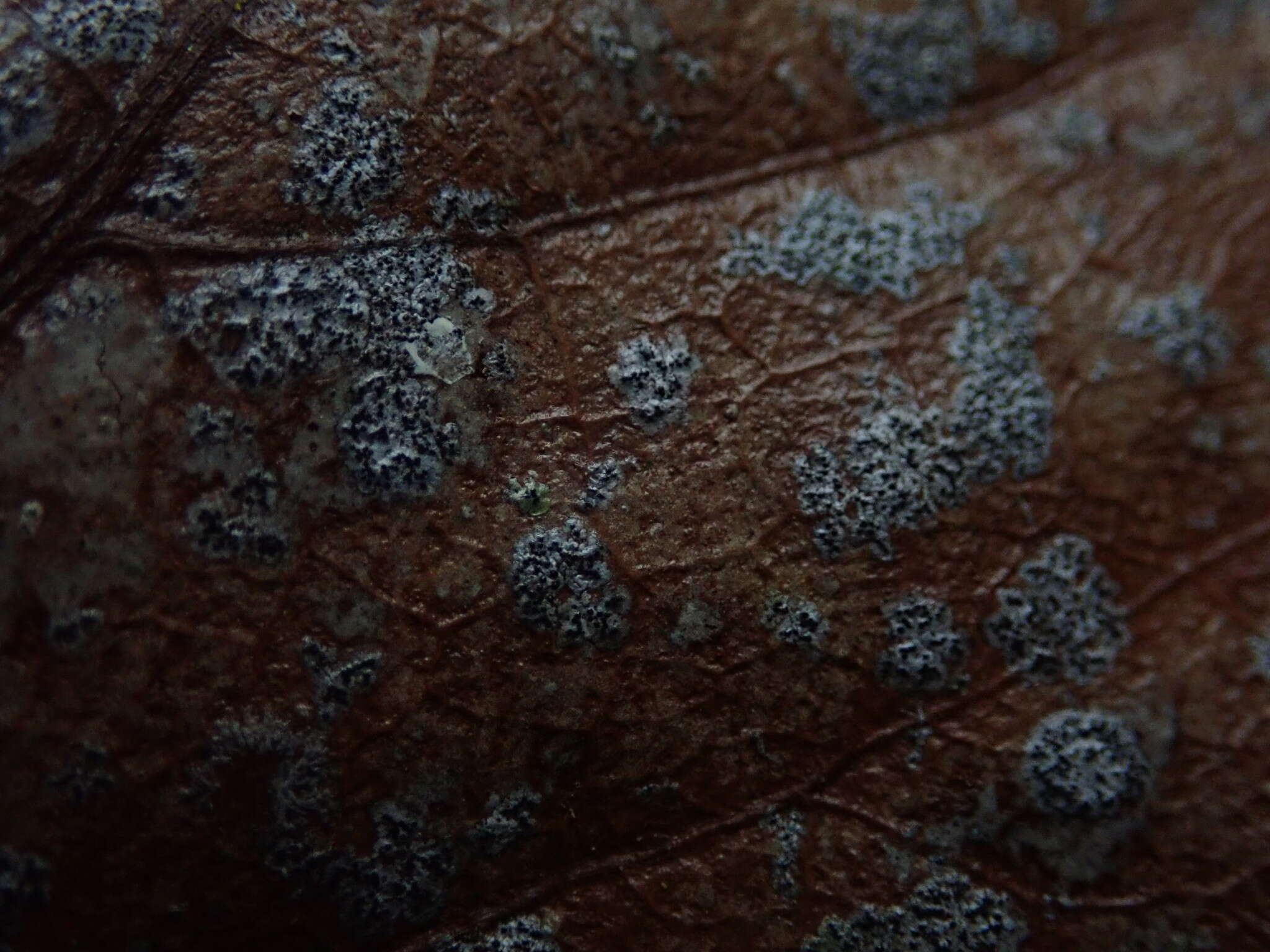 Image of Strigula novae-zelandiae (Nag Raj) Sérus.