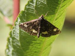 Image of Mint moth