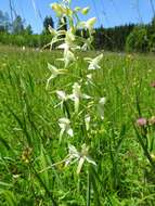 Image of lesser butterfly-orchid