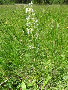 Image of lesser butterfly-orchid