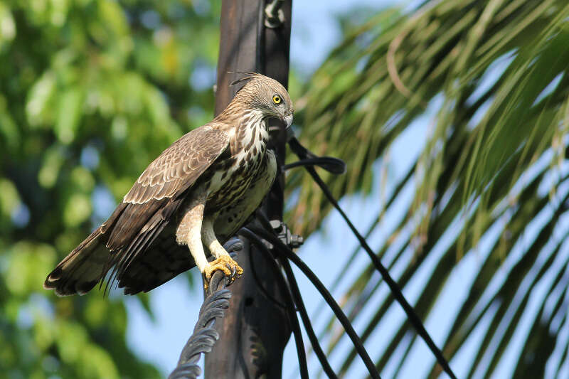 Nisaetus cirrhatus ceylanensis (Gmelin & JF 1788) resmi