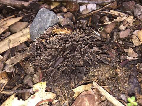 Image de Thelephora palmata (Scop.) Fr. 1821