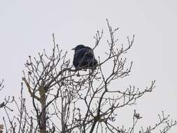 Imagem de Corvus corone corone Linnaeus 1758