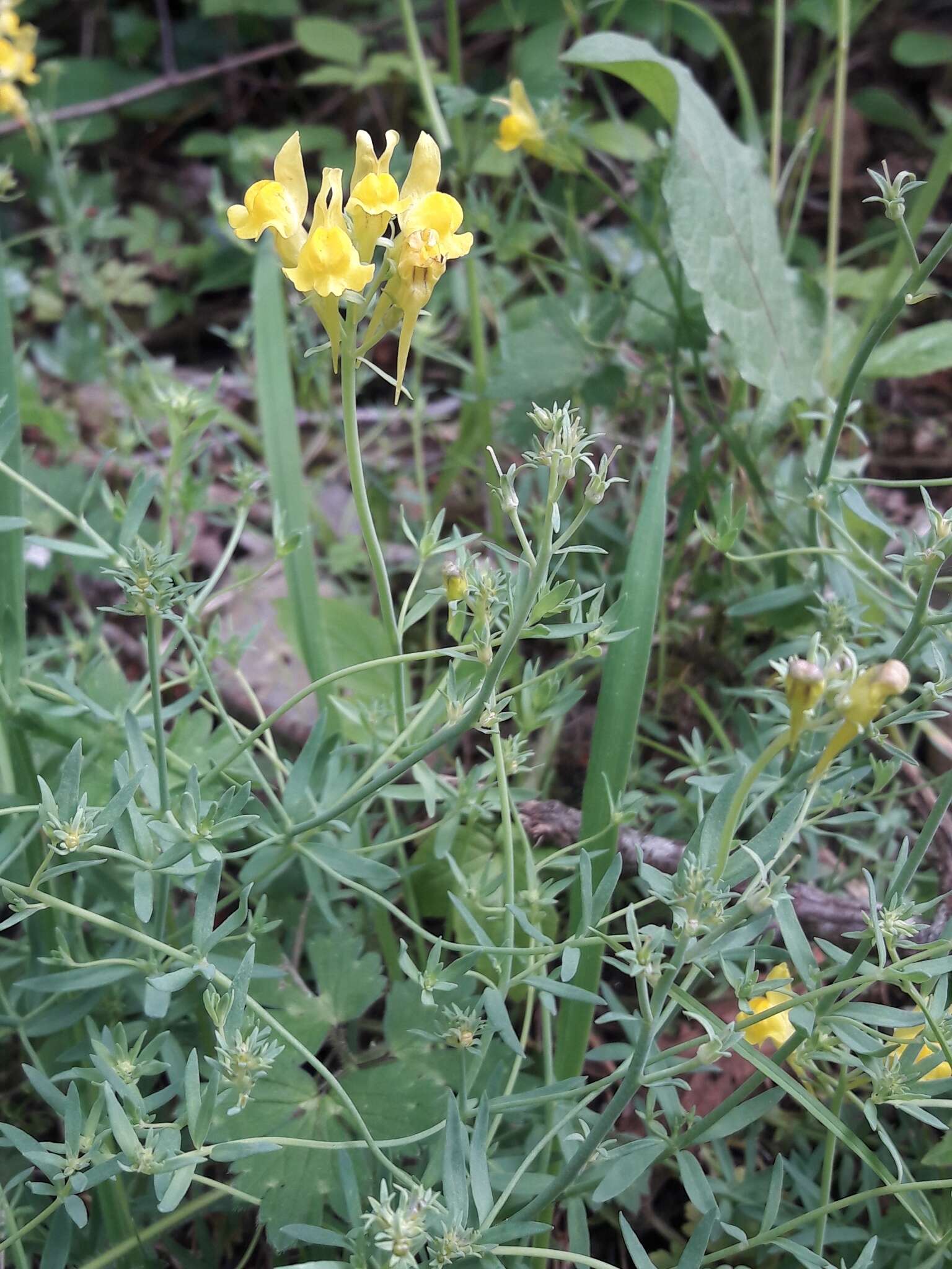 Plancia ëd Linaria propinqua Boiss. & Reuter