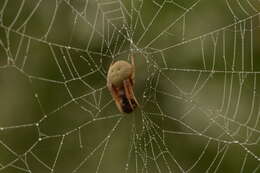 Image of Tropical Orb Weaver