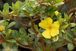 Image of Hibbertia cuneiformis (Labill.) Smith