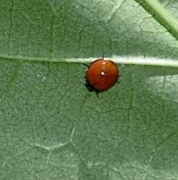 Cycloneda sanguinea limbifer Casey 1899的圖片