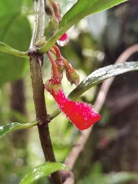 Image of Glossoloma pycnosuzygium (Donn. Sm.) J. L. Clark