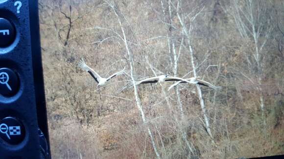 Image of Japanese Crane