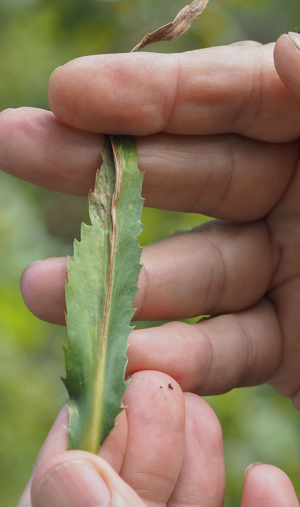 Image de Eryngium aquaticum L.