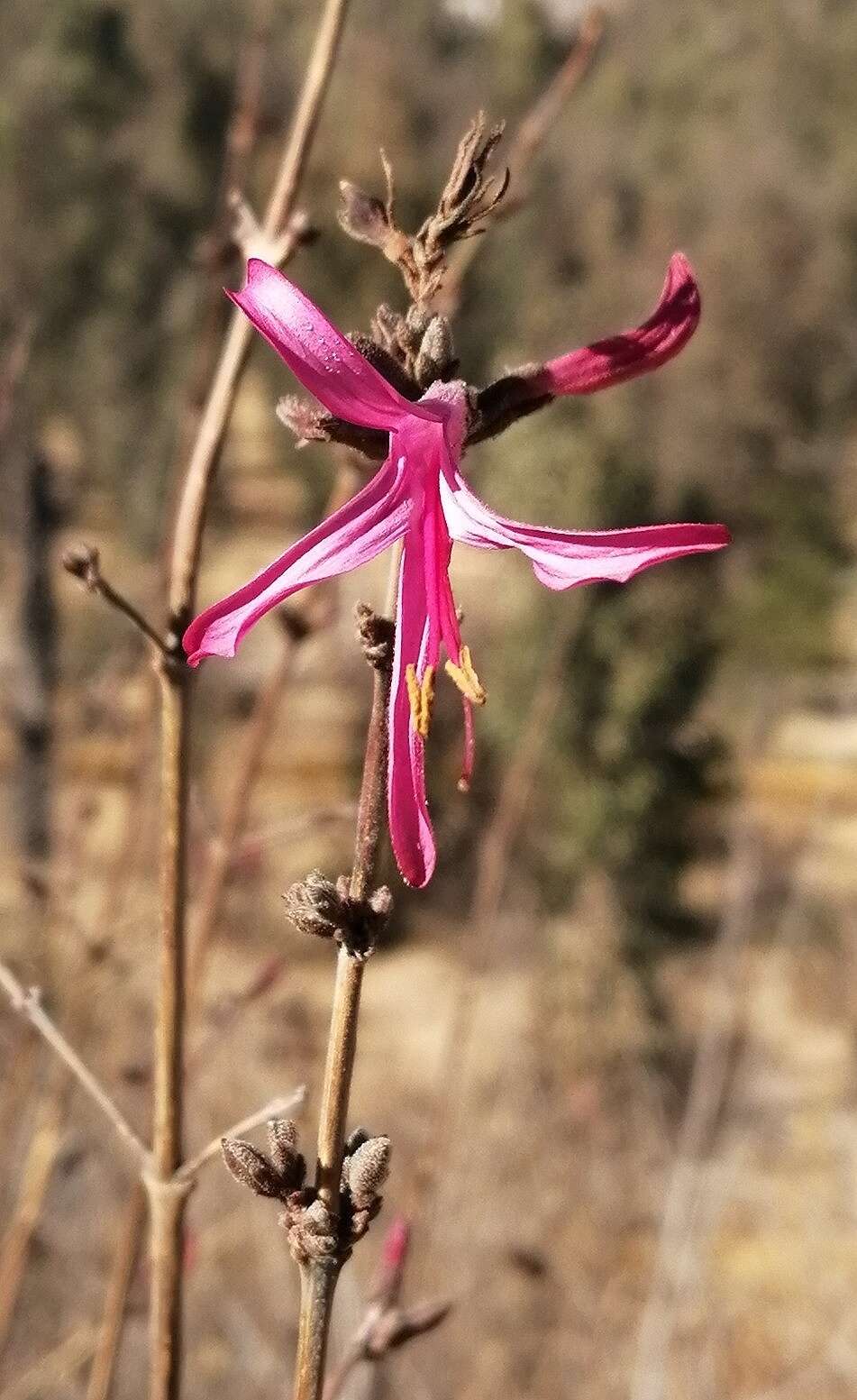 Anisacanthus puberulus (Torr.) J. Henrickson & E. J. Lott resmi