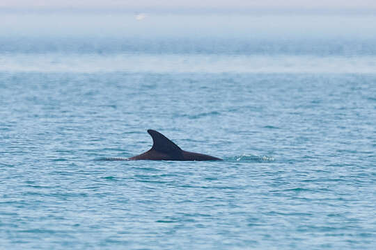 Image of Black Sea bottlenose dolphin