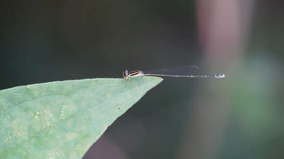 Image of Aciagrion borneense Ris 1911