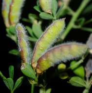 Image of Hairy Broom