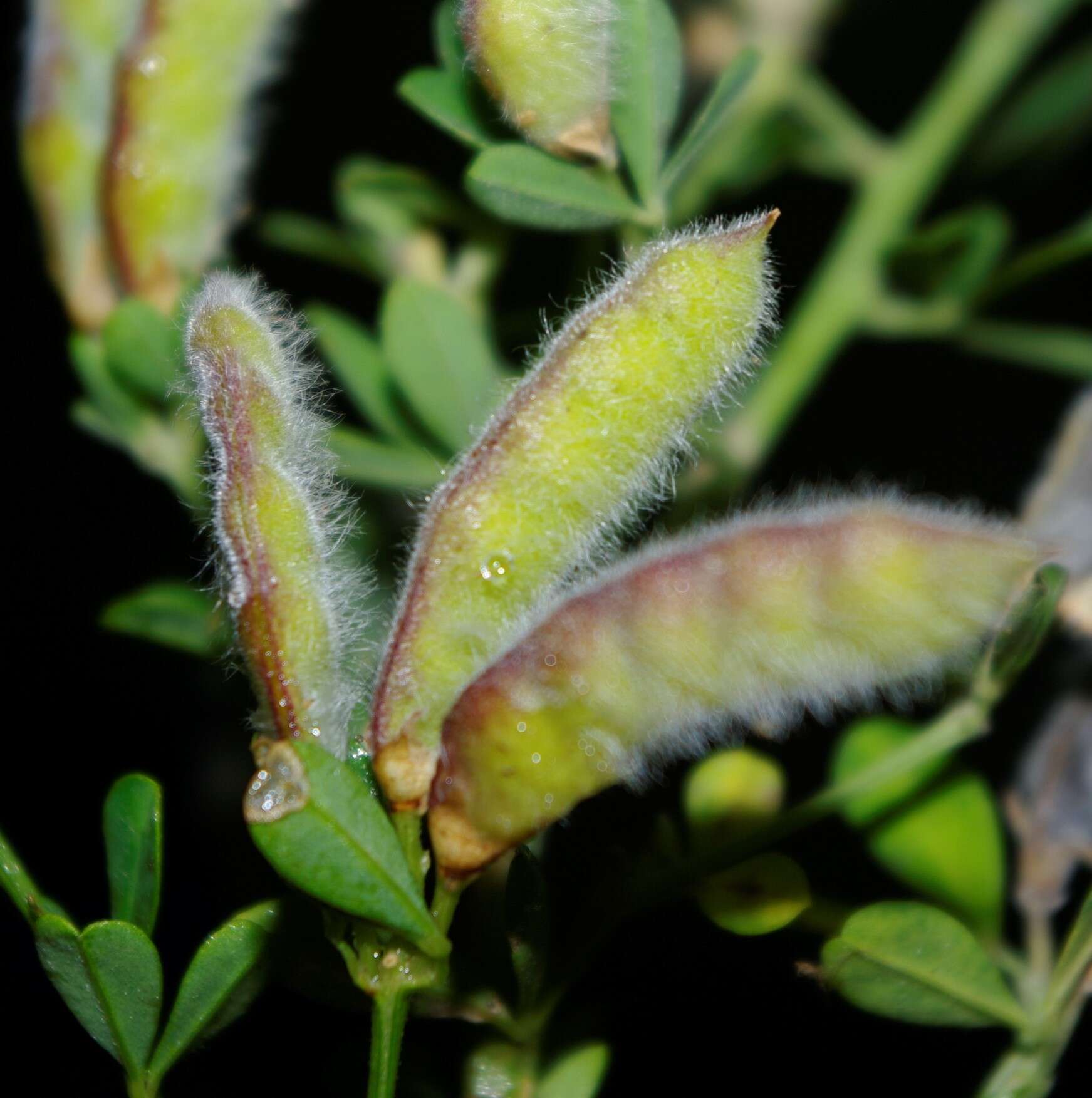 Слика од Cytisus villosus Pourr.