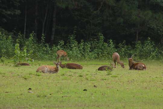 Image of Hog Deer