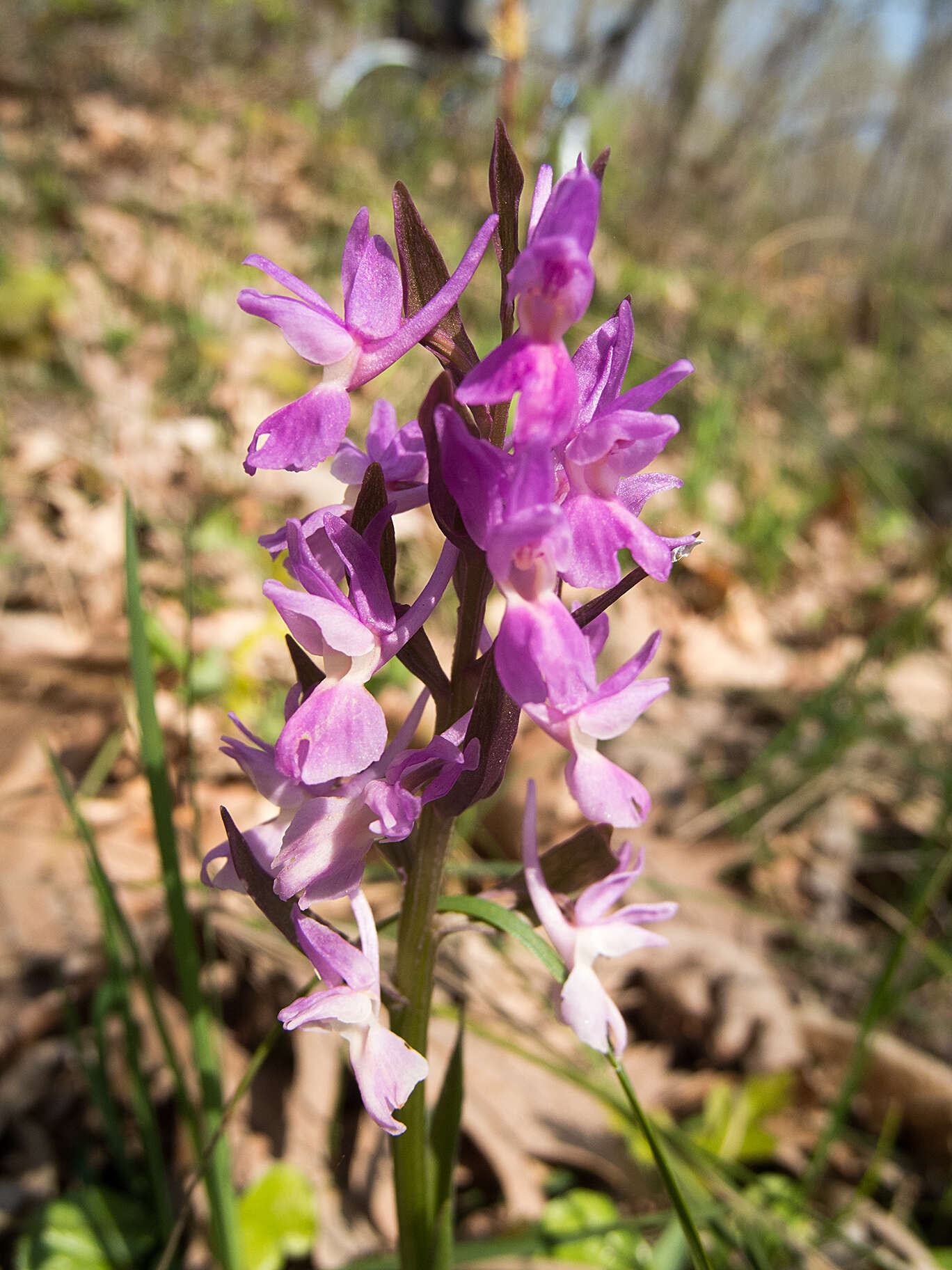 Image of Roman Dactylorhiza