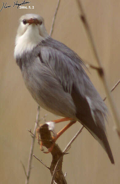 Image of Red-billed Starling