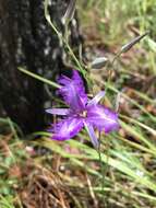 Image of Thysanotus tuberosus subsp. tuberosus