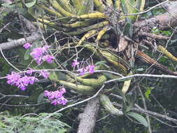 Image of Myrmecophila galeottiana (A. Rich.) Rolfe