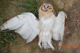 Image of barn owls, masked owls, and bay owls