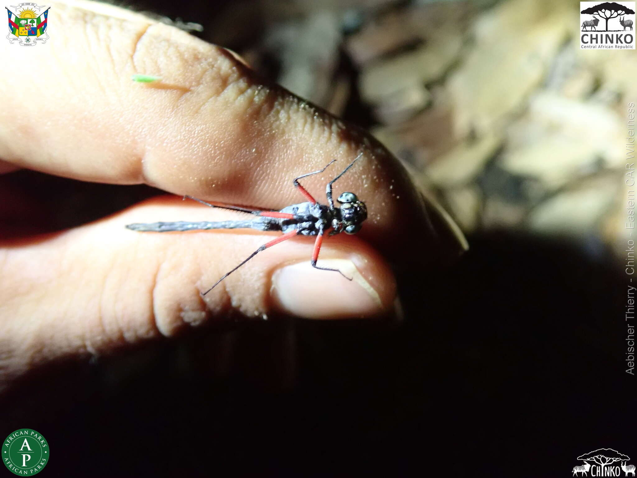 Image de Oxythemis phoenicosceles Ris 1909