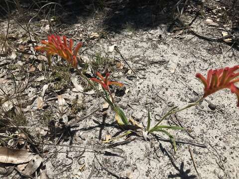 Image of Anigozanthos humilis Lindl.