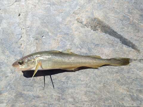 Image of Saffron cod