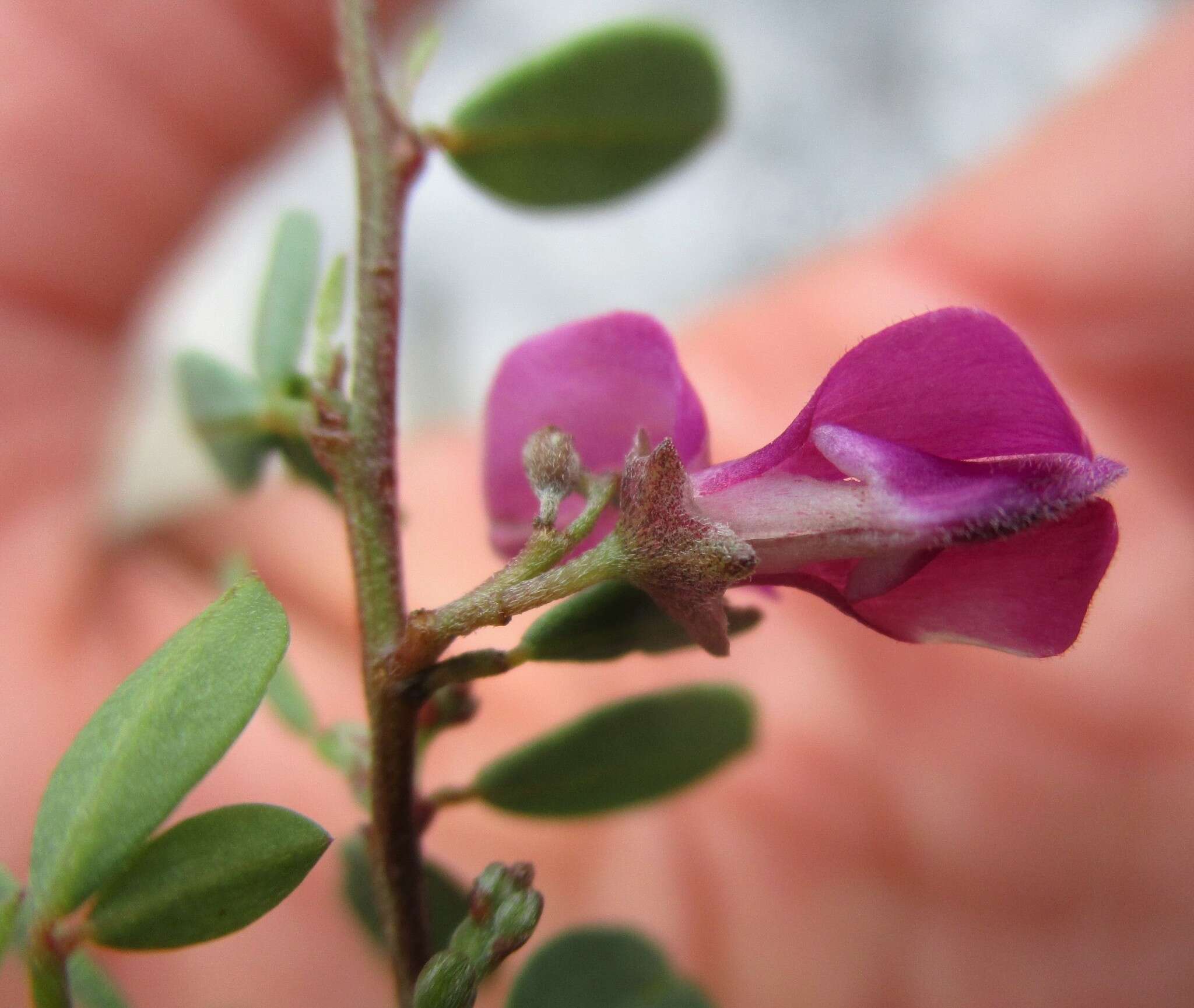 Image of Indigofera denudata Thunb.