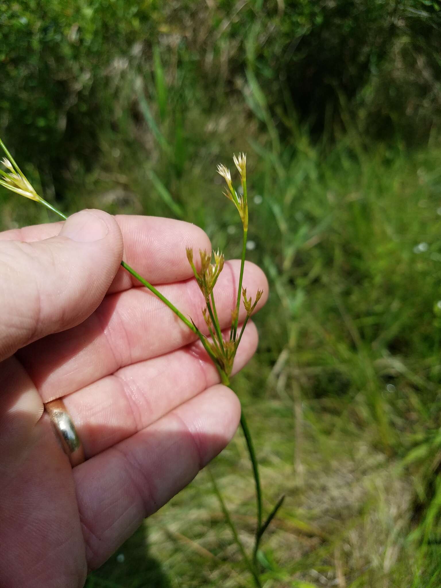 Imagem de Juncus trigonocarpus Steud.