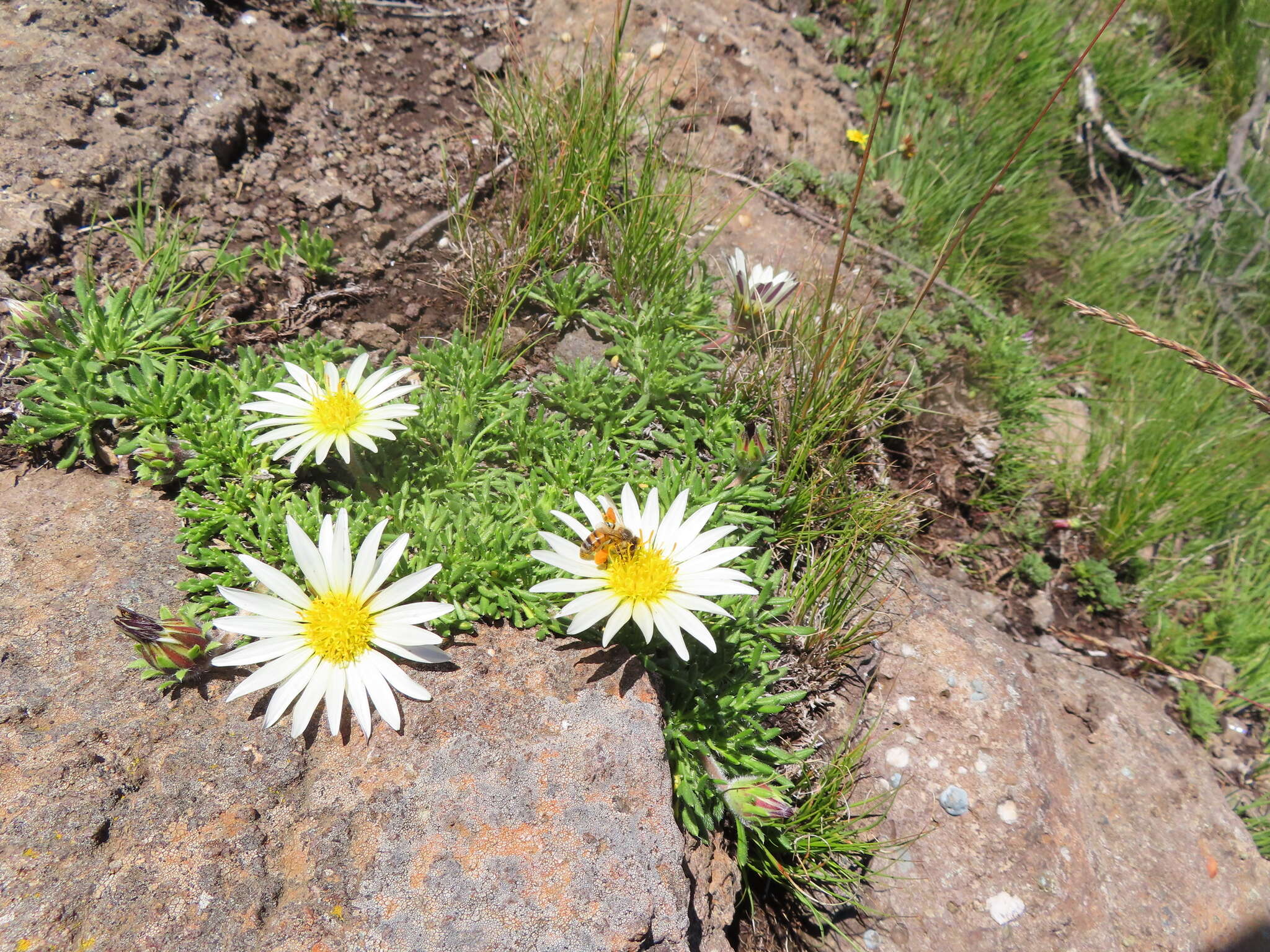 Image of Hirpicium armerioides (DC.) Roessler