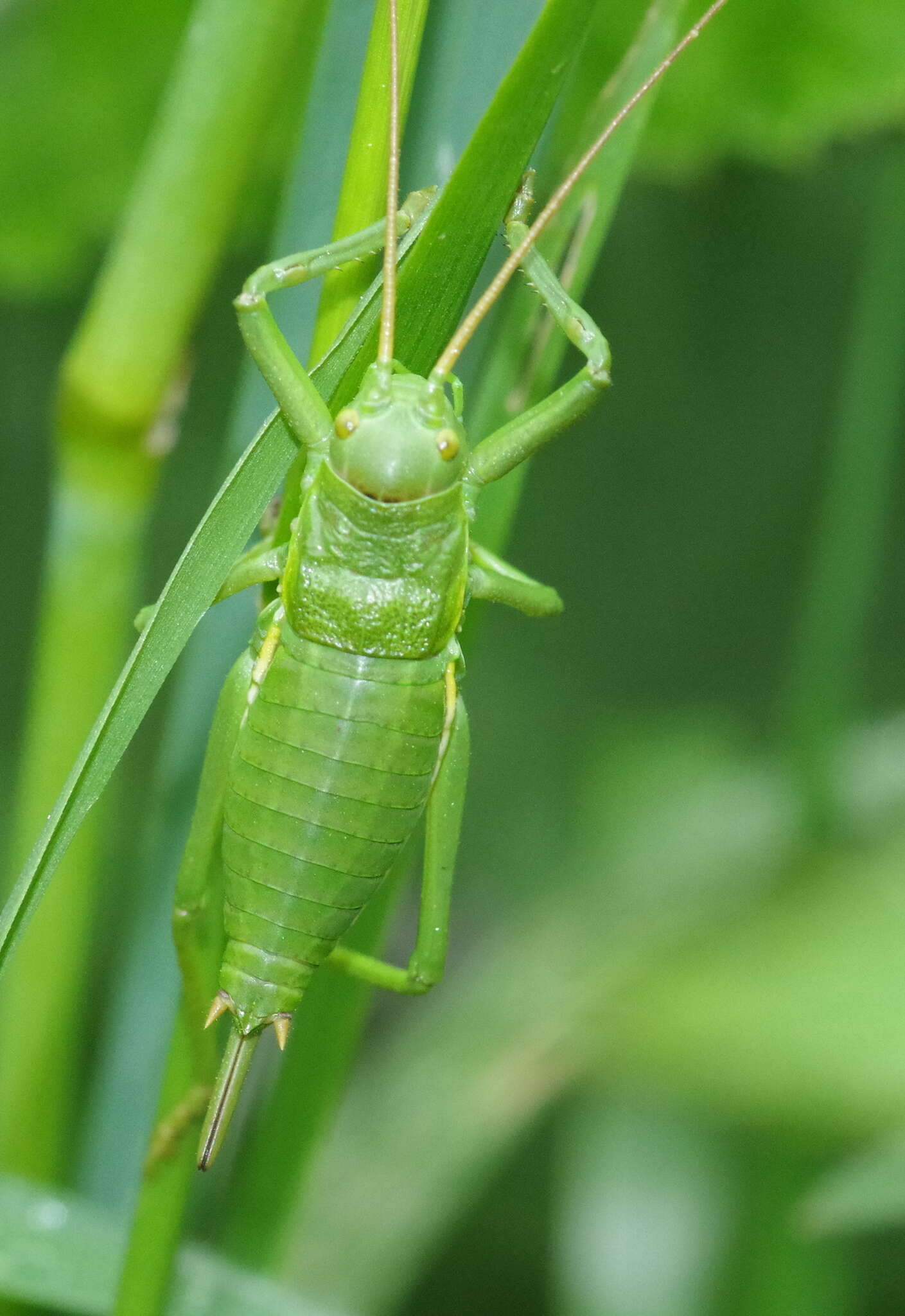 Image de Callicrania (Callicrania) ramburii (Bolívar & I. 1878)