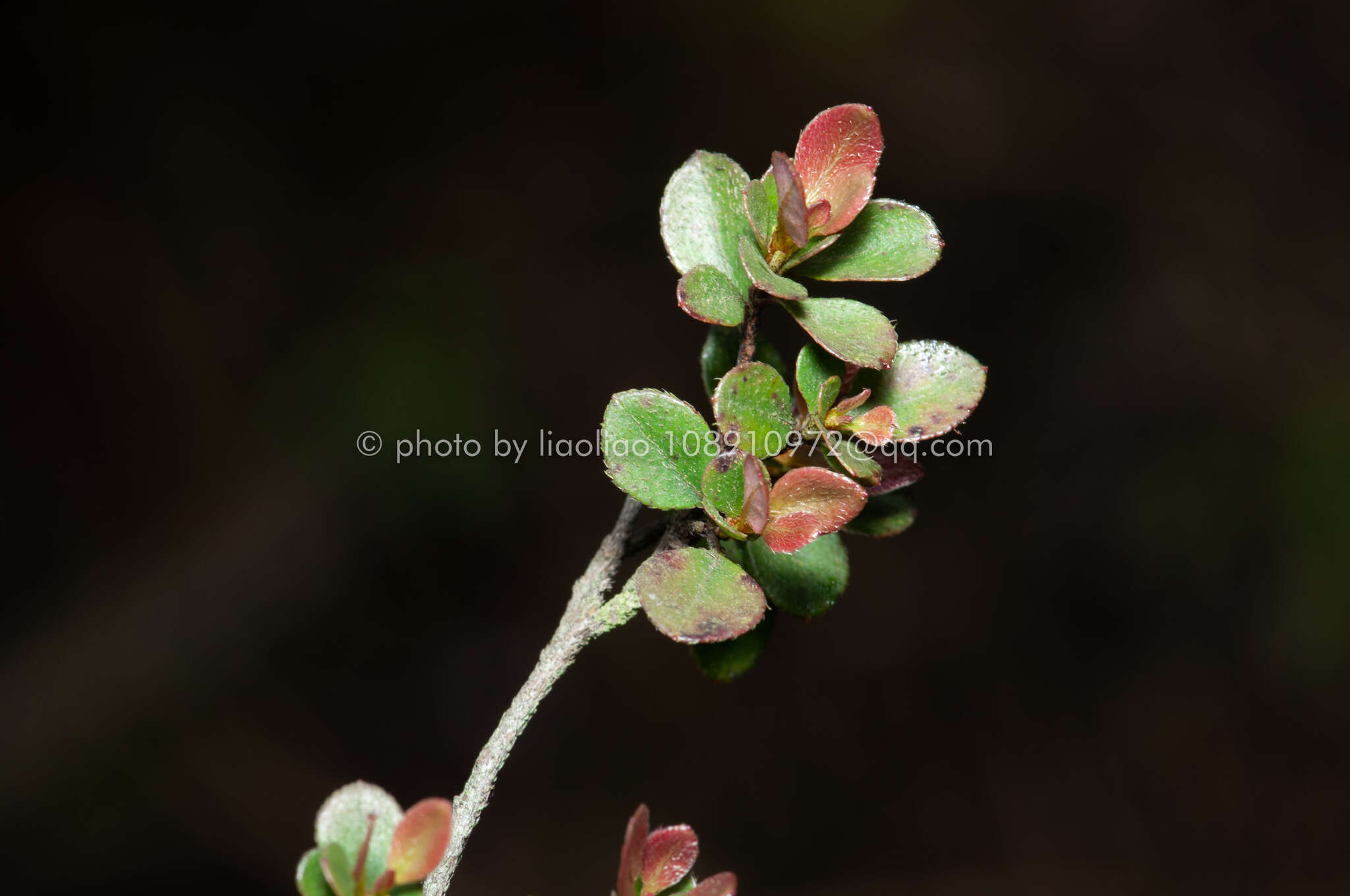 Слика од Rhododendron tsoi Merr.