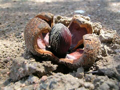 Image of Prosopanche americana (R. Br.) Baill.