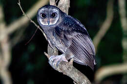 Tyto tenebricosa tenebricosa (Gould 1845) resmi