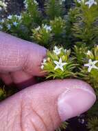 صورة Thesium viridifolium Levyns