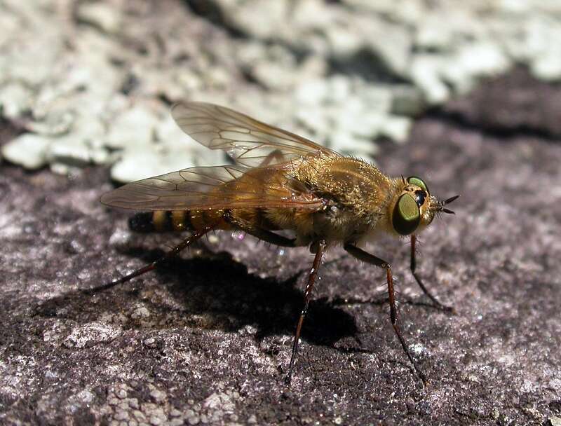 Image of Stiletto flies