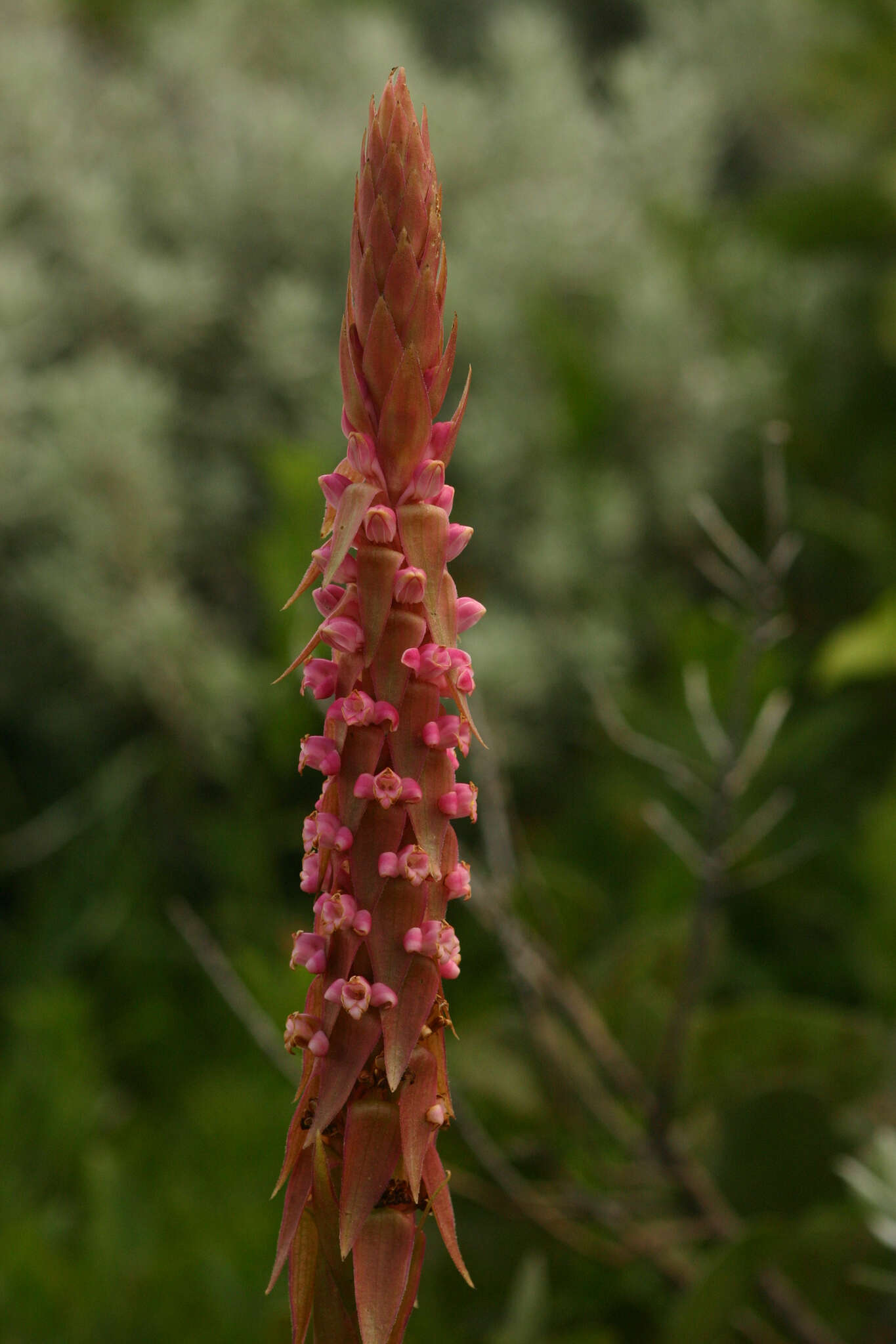 Image de Satyrium neglectum Schltr.