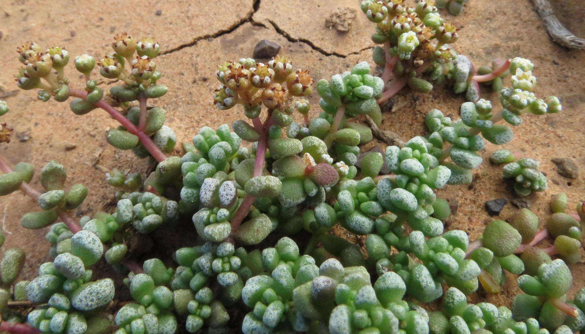 Image of Crassula corallina subsp. corallina