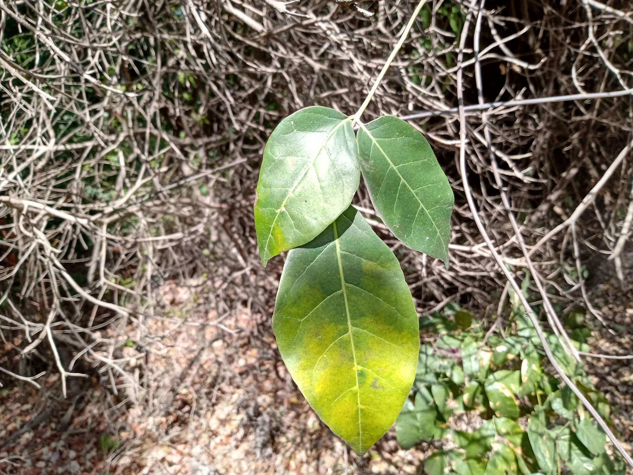 Image of White ipê