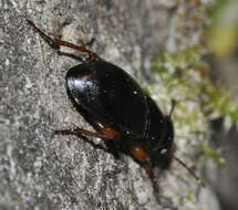 Image of Carabidae