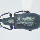 Image of Temnocerus cyanellus Legalov 2003