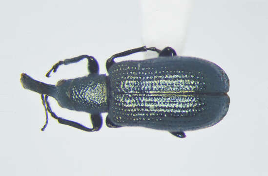 Image of Temnocerus cyanellus Legalov 2003