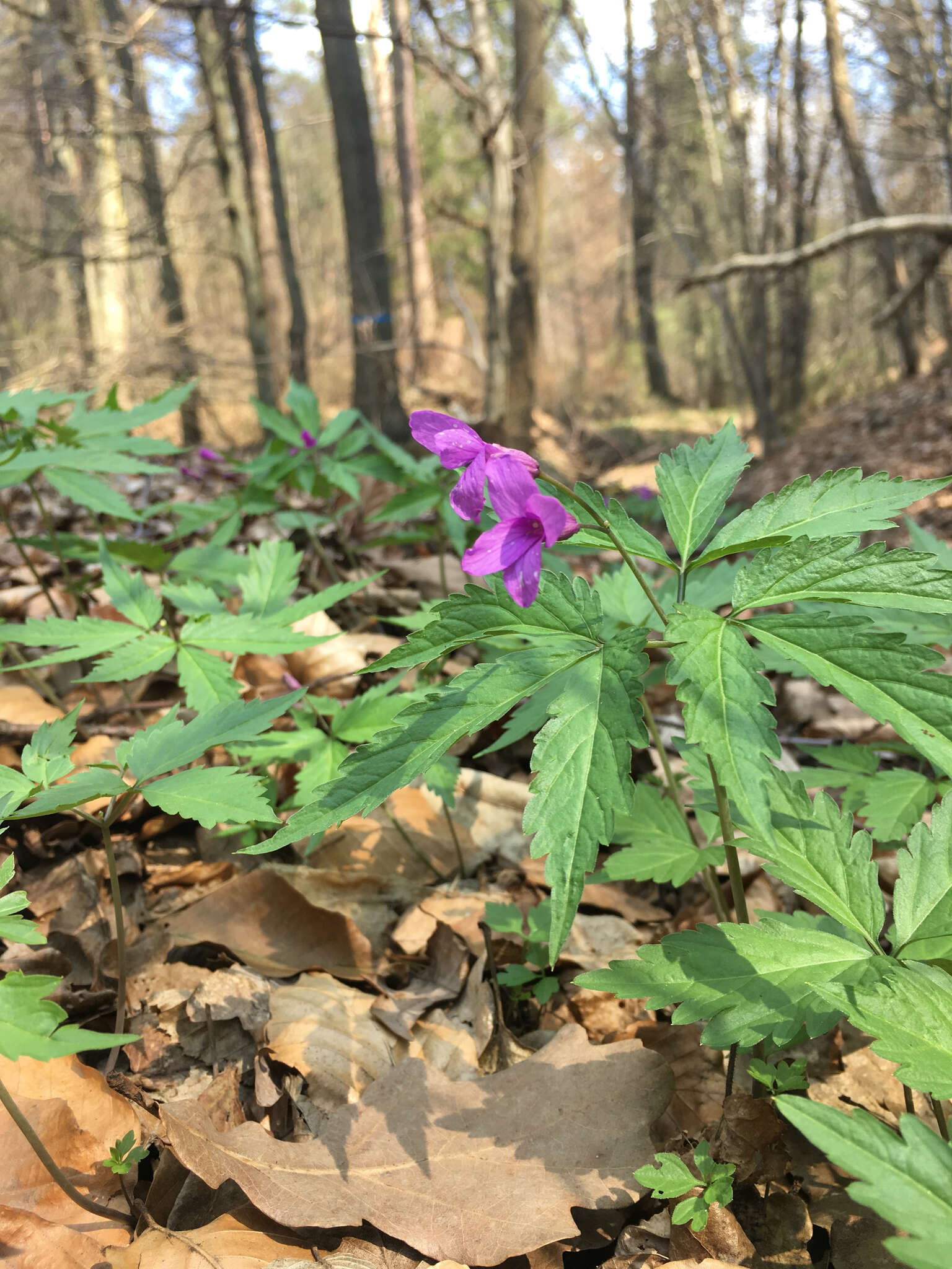 Image of Cardamine glanduligera O. Schwarz