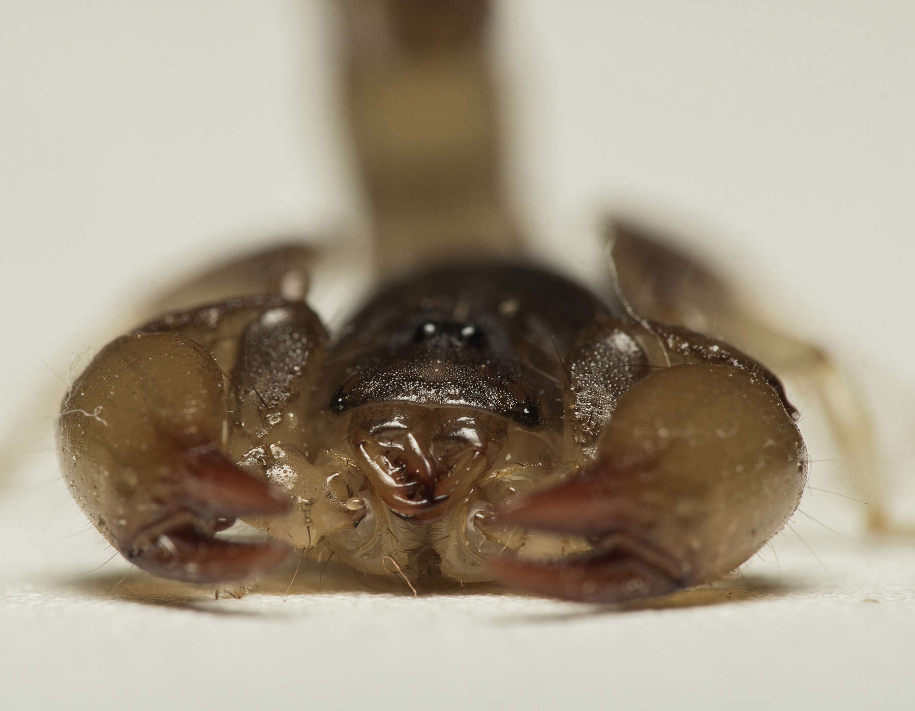 Image of Bothriurus rochai Mello-Leitão 1932