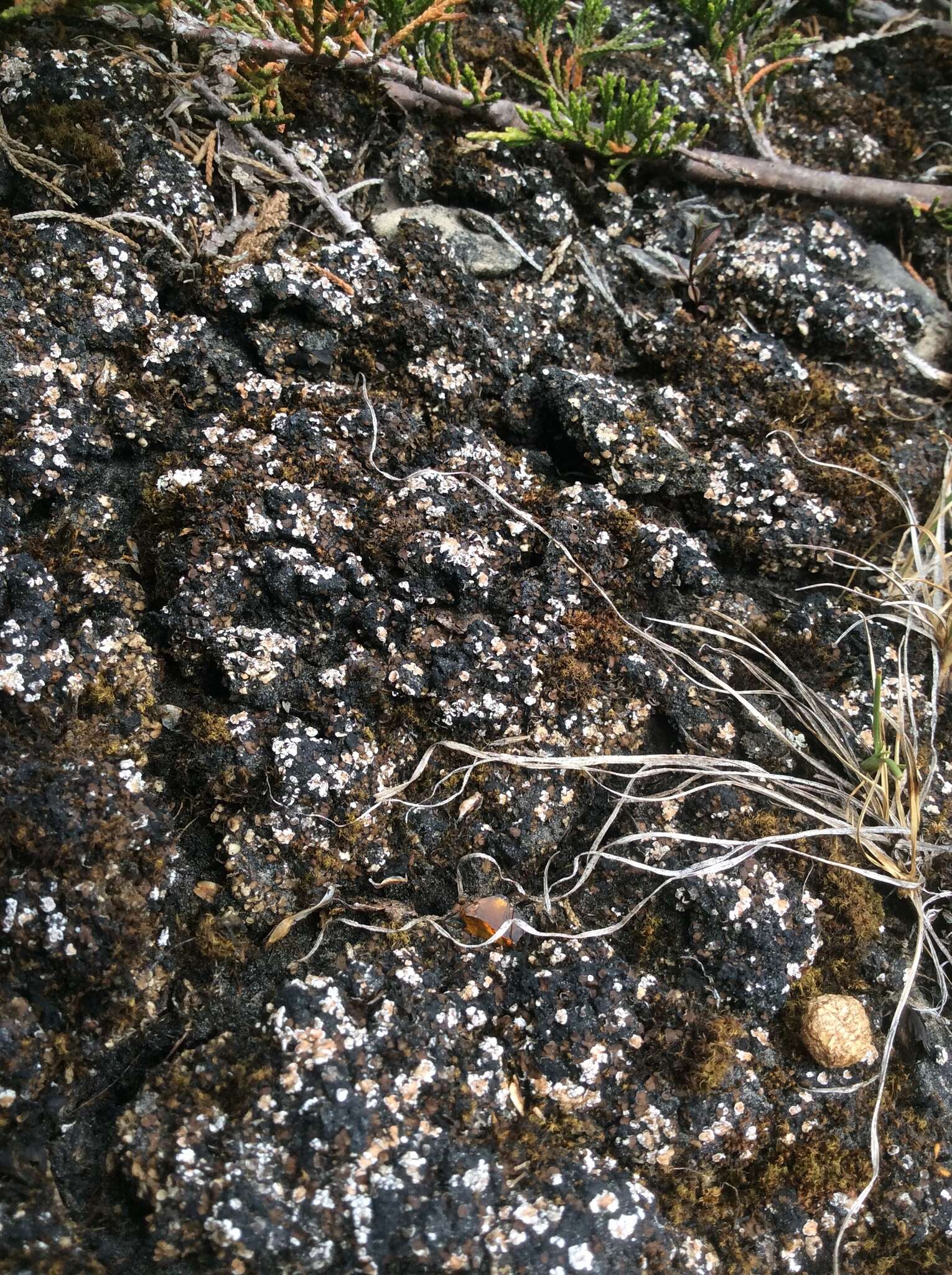 Image of fishscale lichen