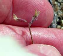 Image of sharpkeel milkvetch